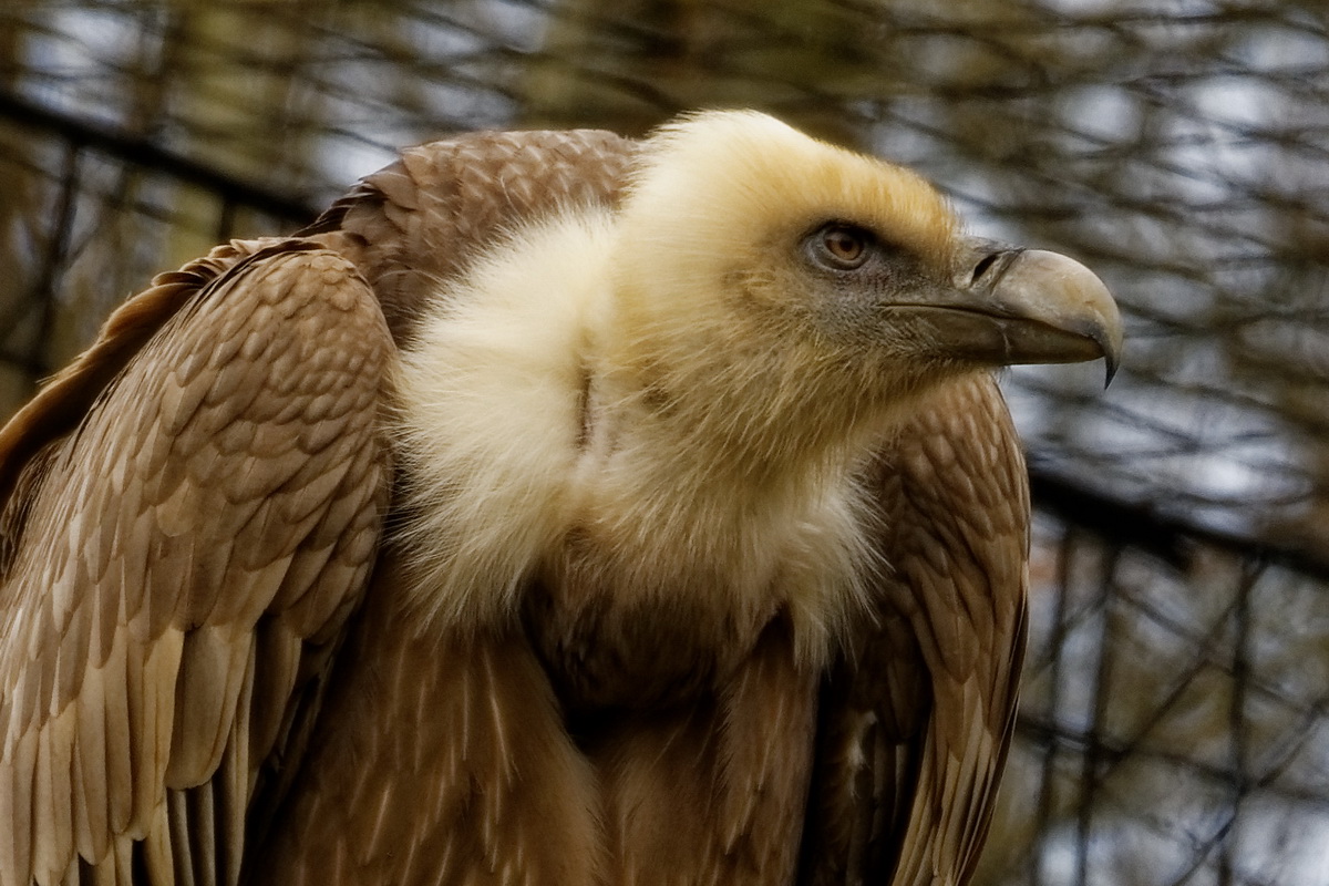 Gänsegeier