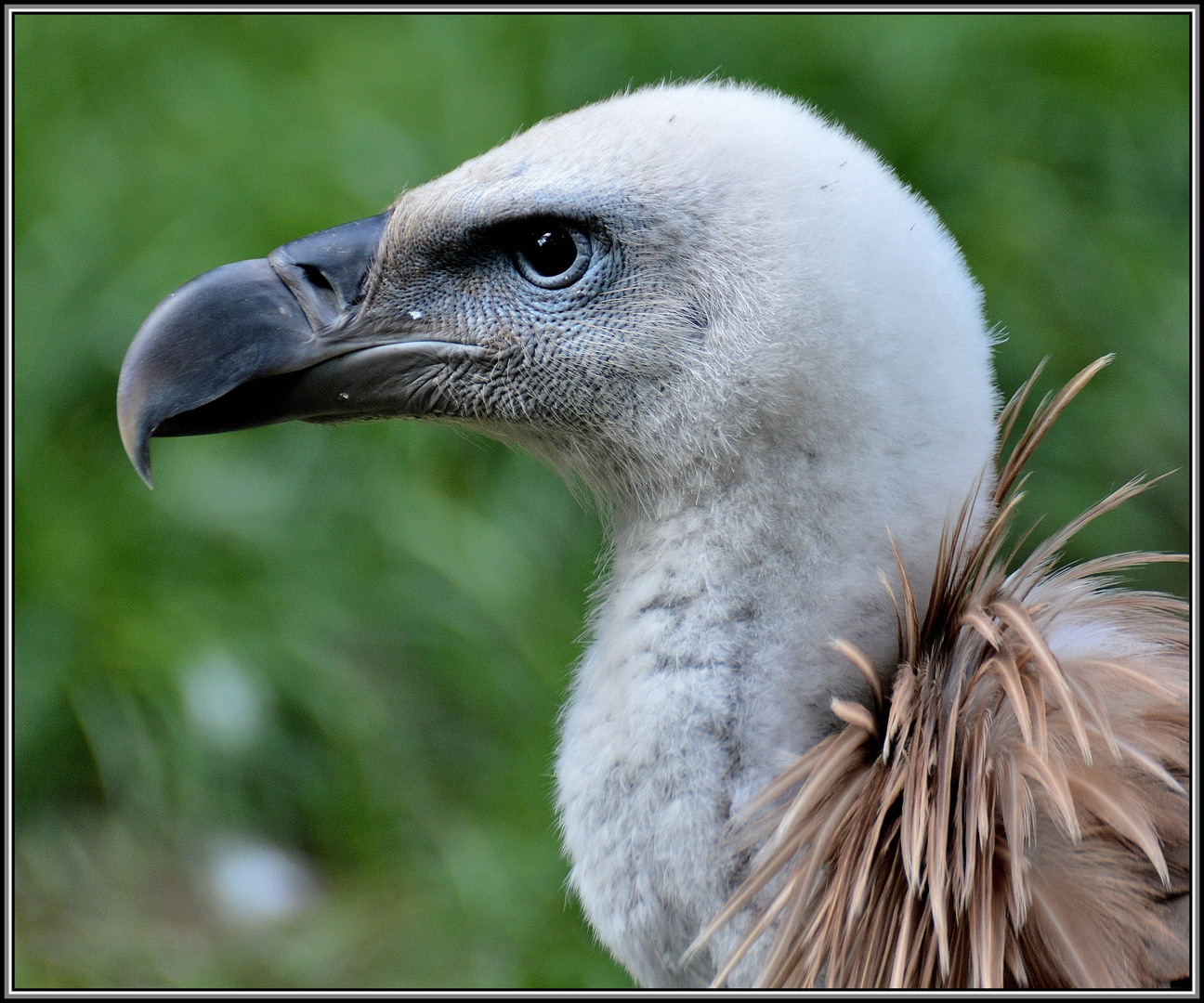 Gänsegeier