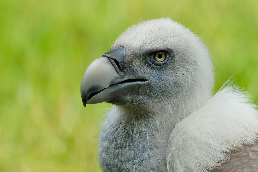 Gänsegeier