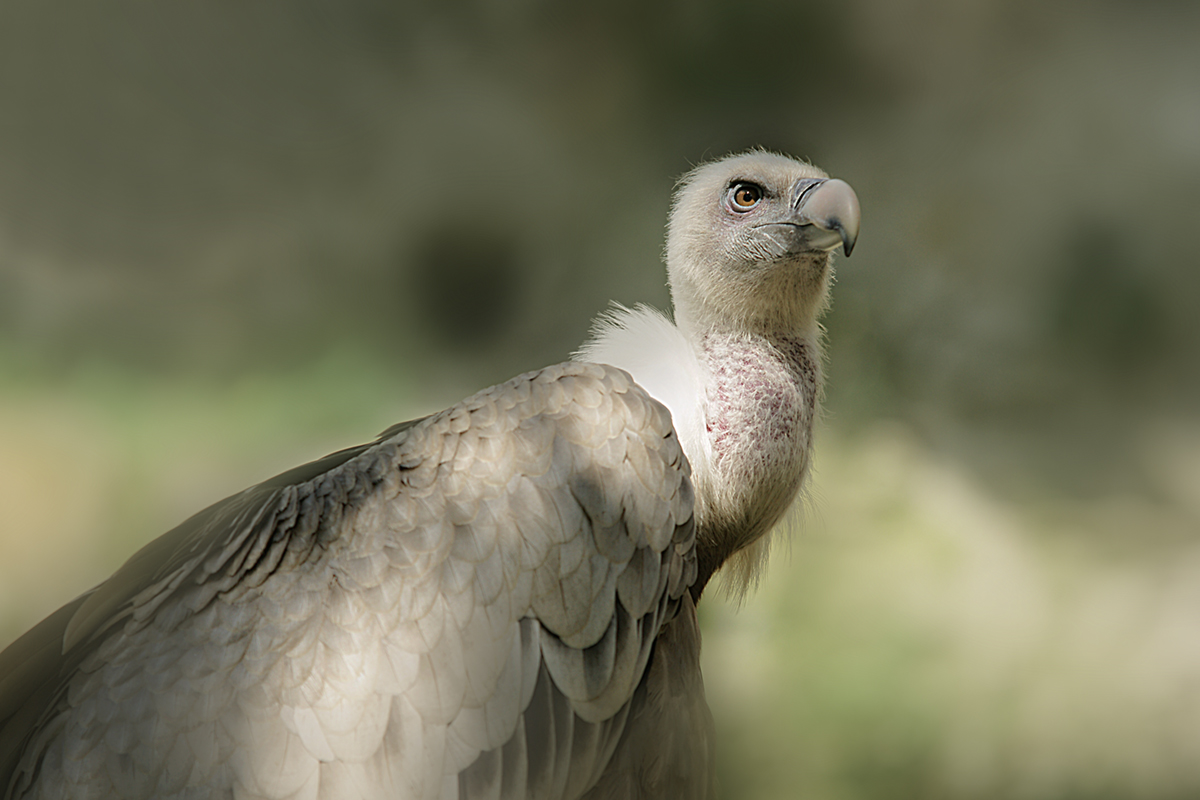 Gänsegeier