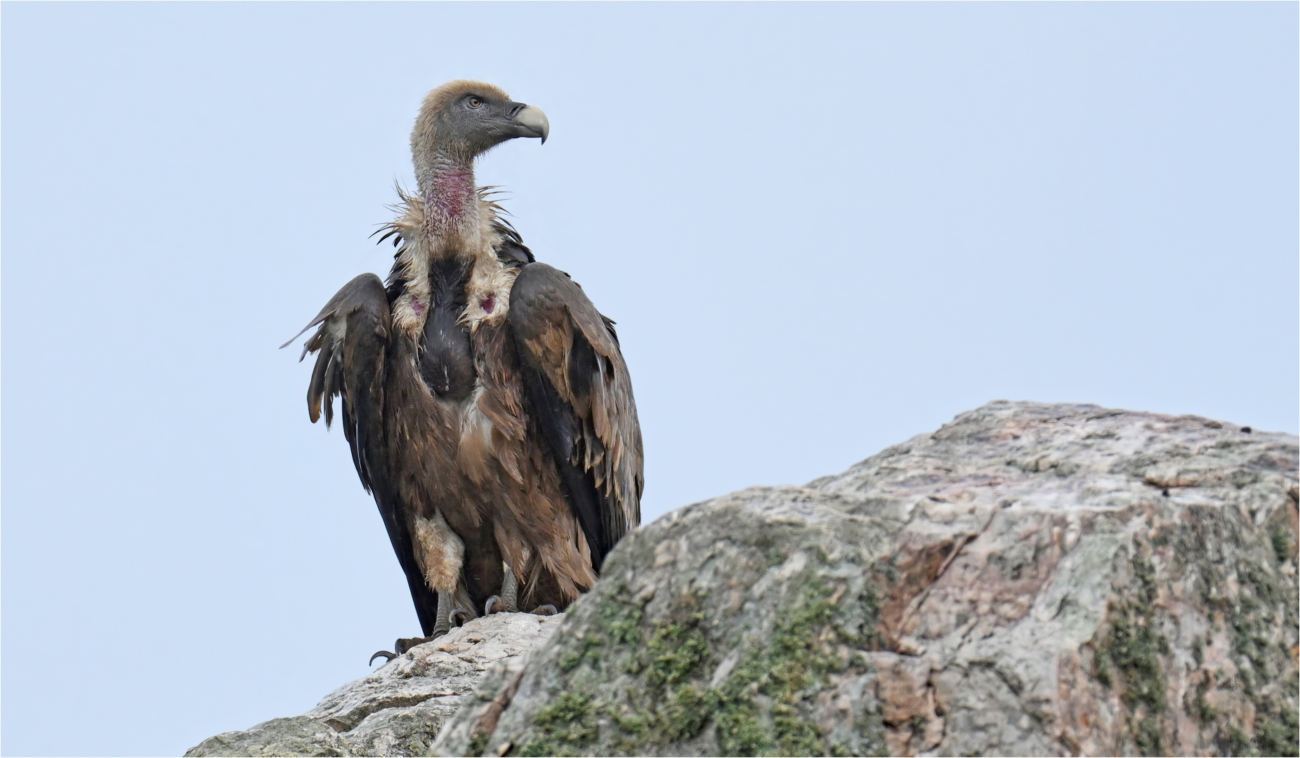 Gänsegeier