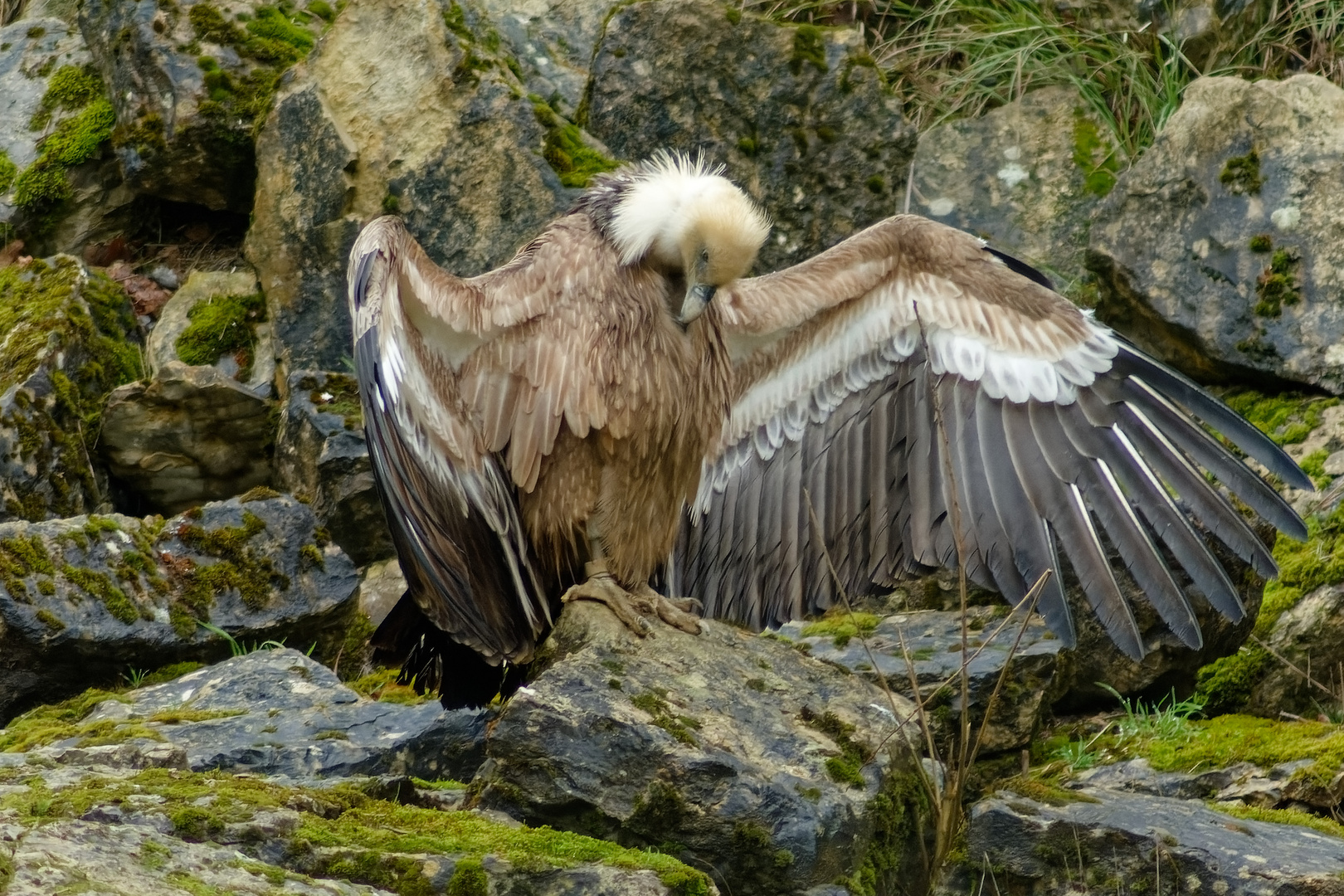 Gänsegeier 