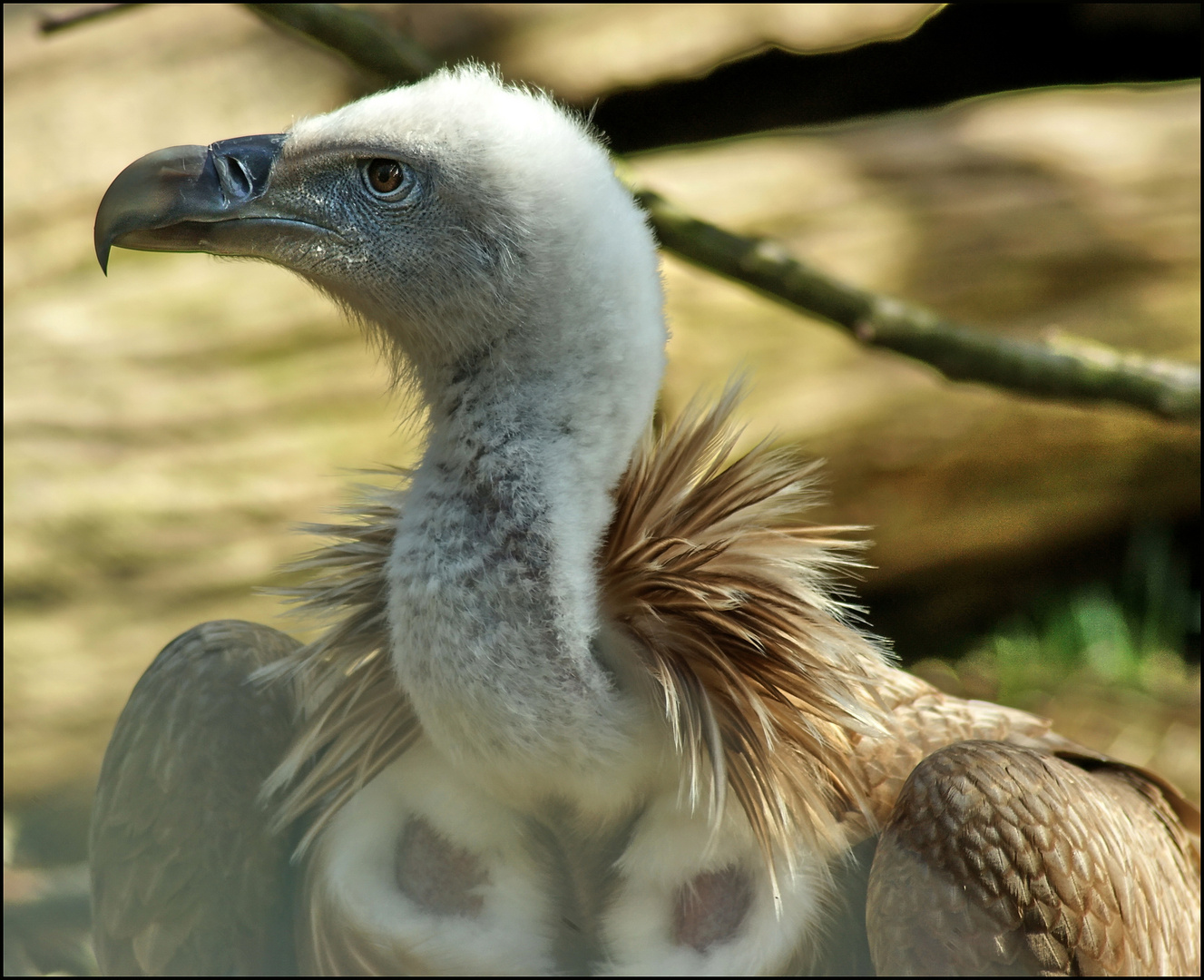 Gänsegeier