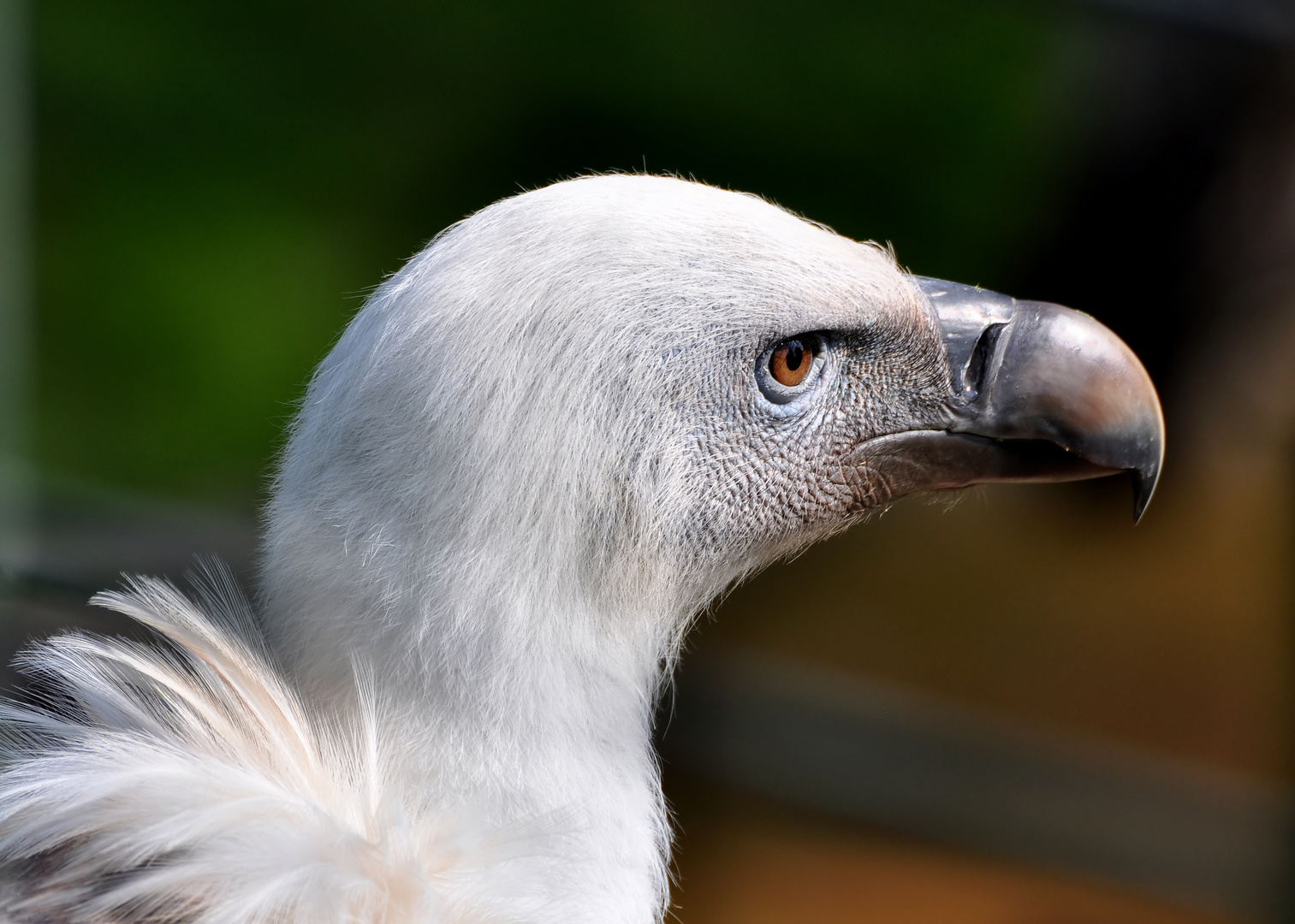 Gänsegeier