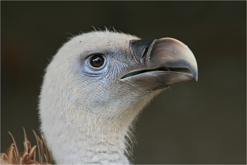 Gänsegeier