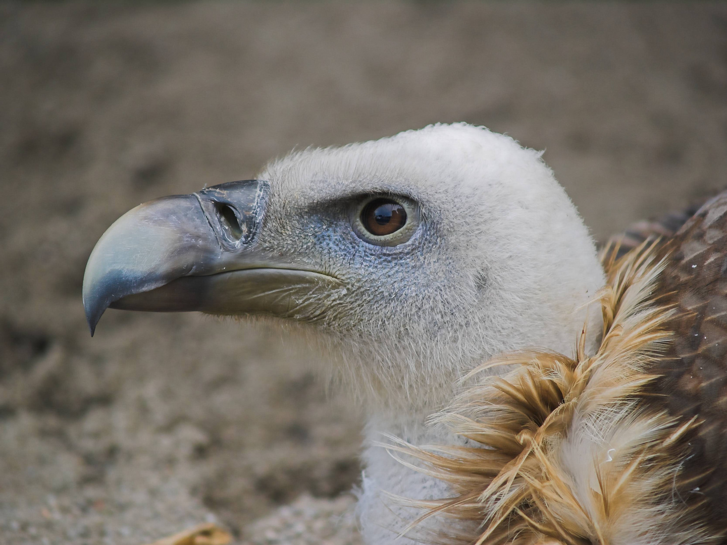 Gänsegeier