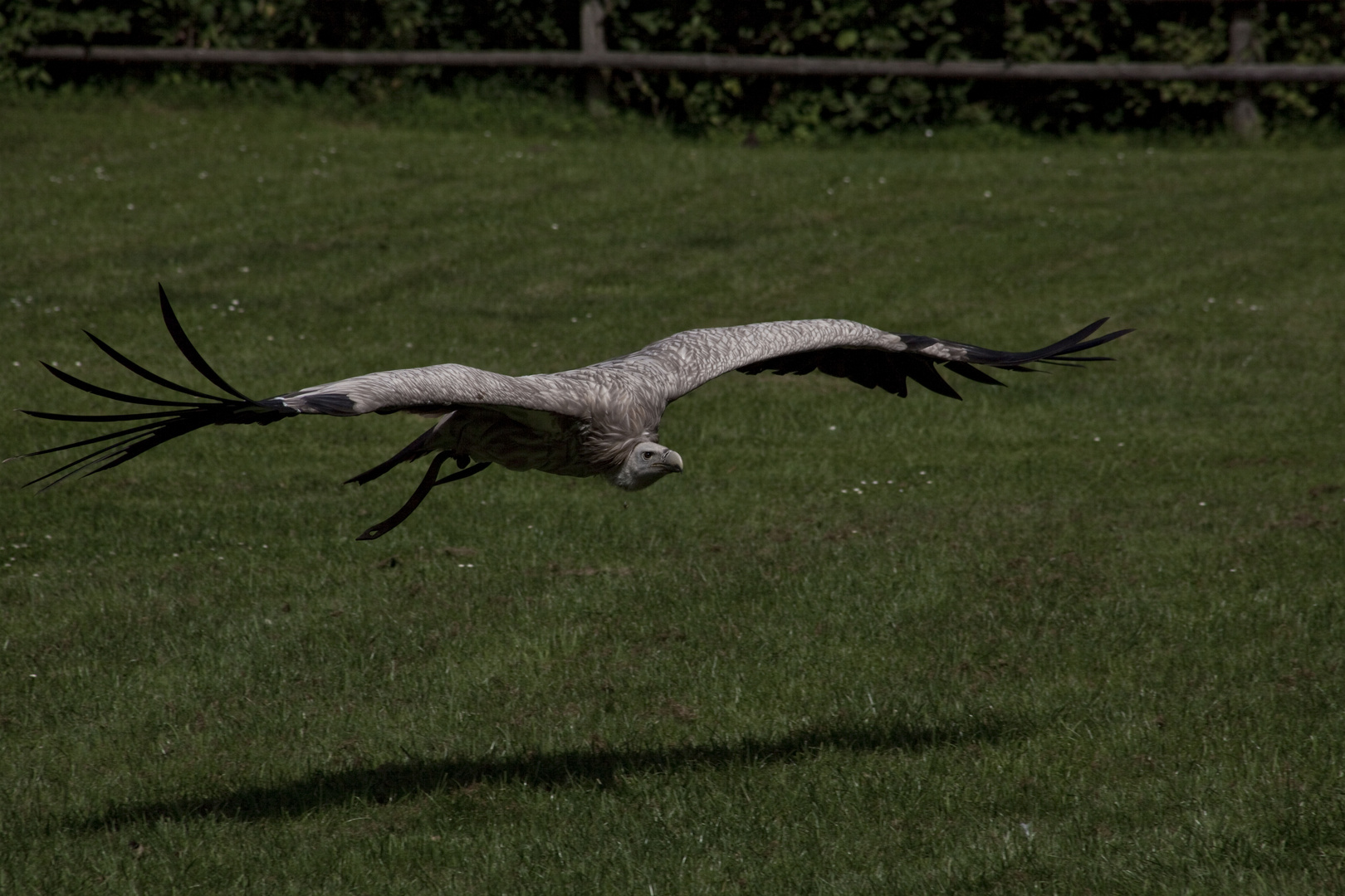 Gänsegeier