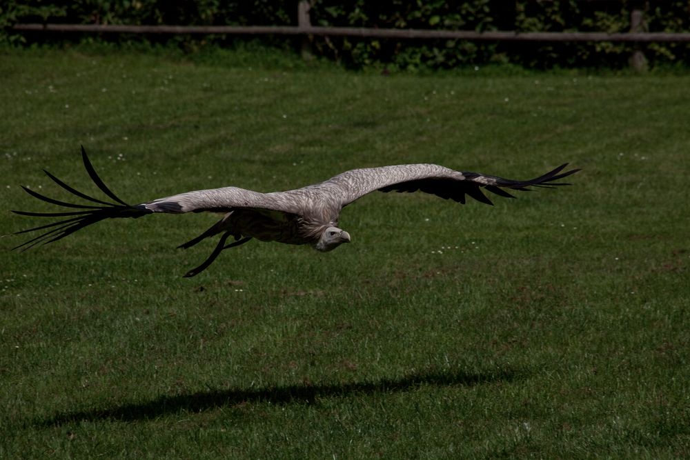 Gänsegeier