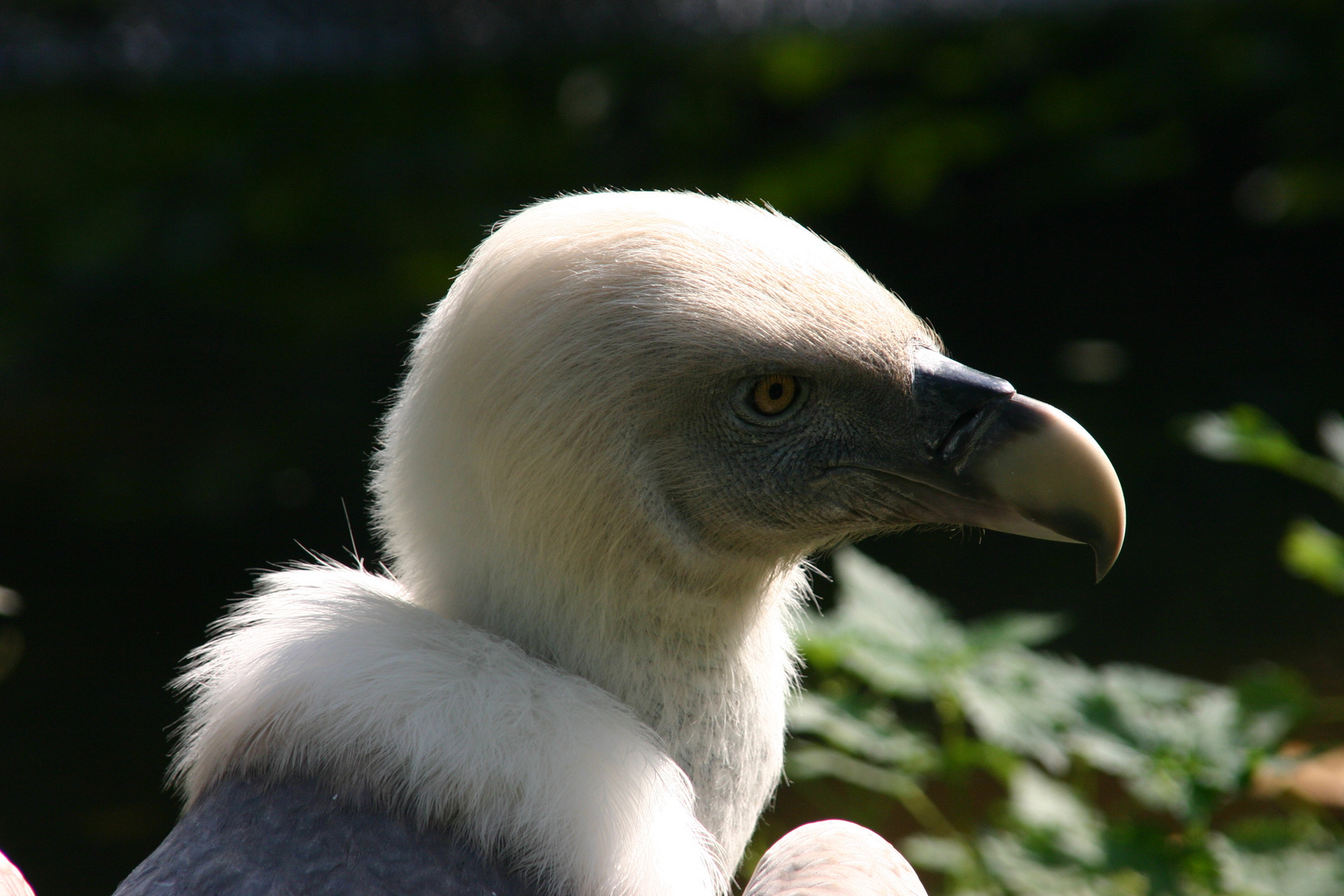 Gänsegeier