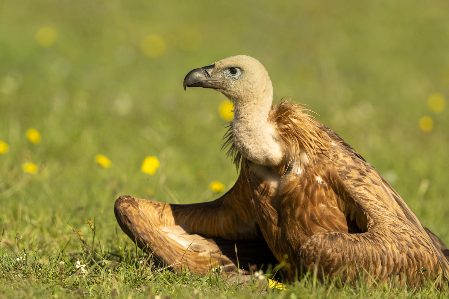 Gänsegeier