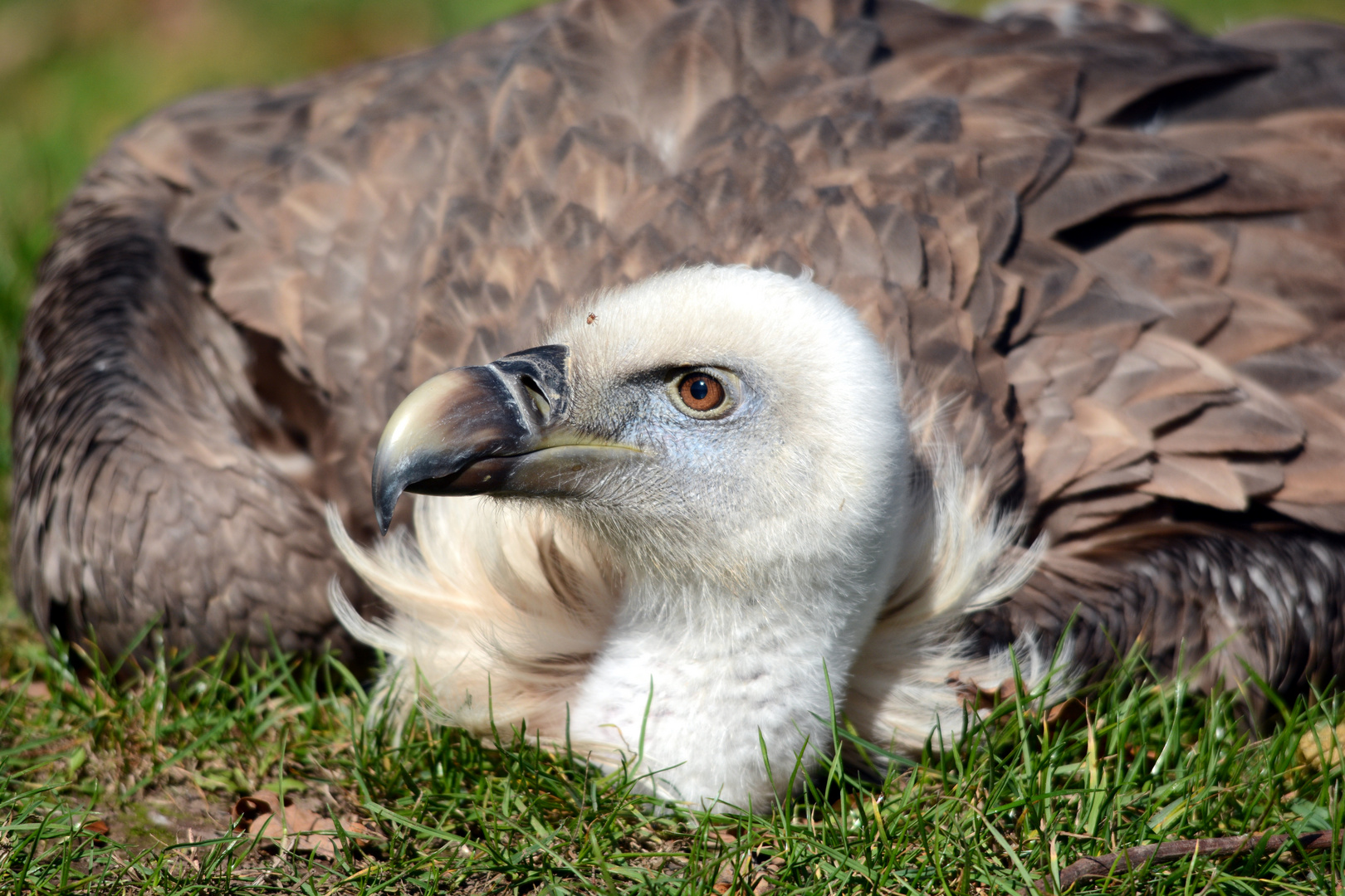 Gänsegeier