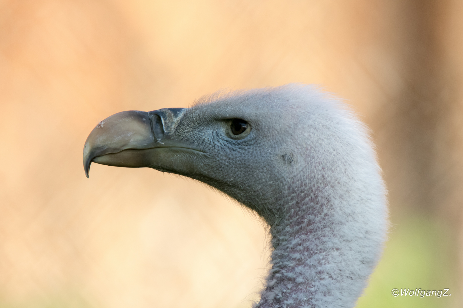 Gänsegeier