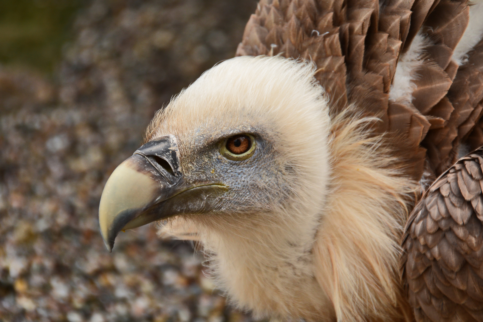 Gänsegeier