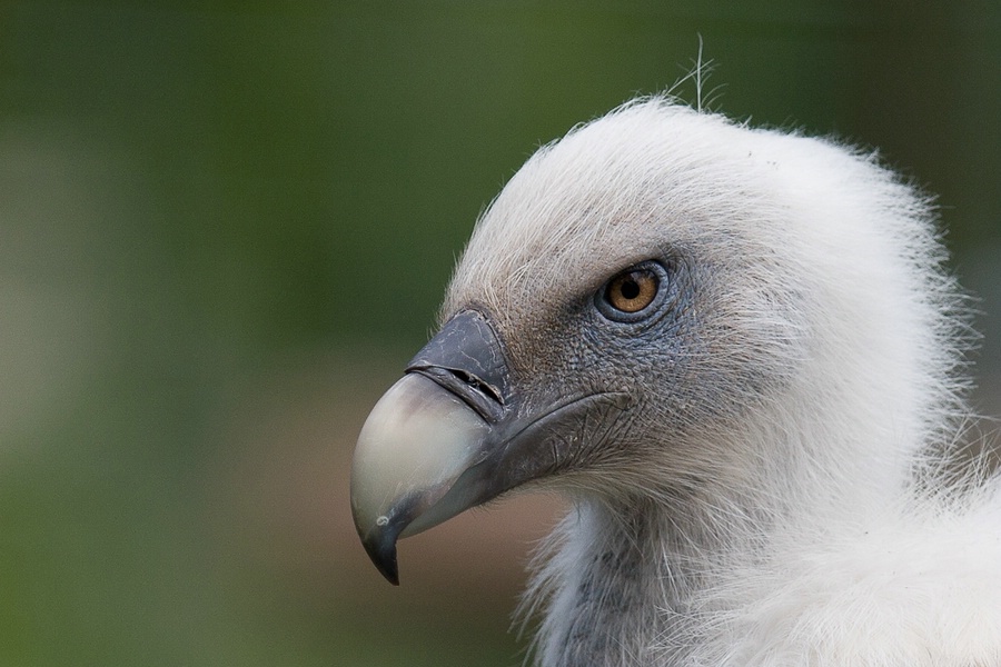 Gänsegeier