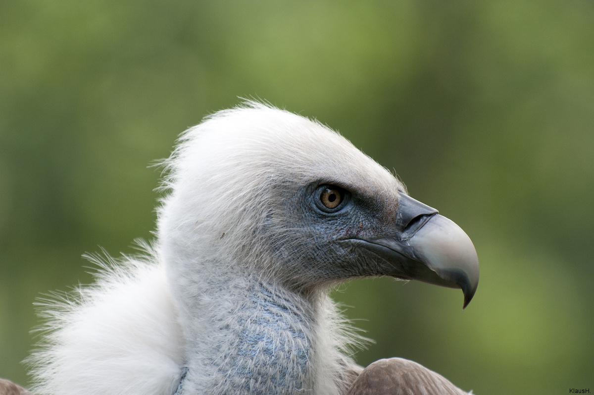 Gänsegeier...