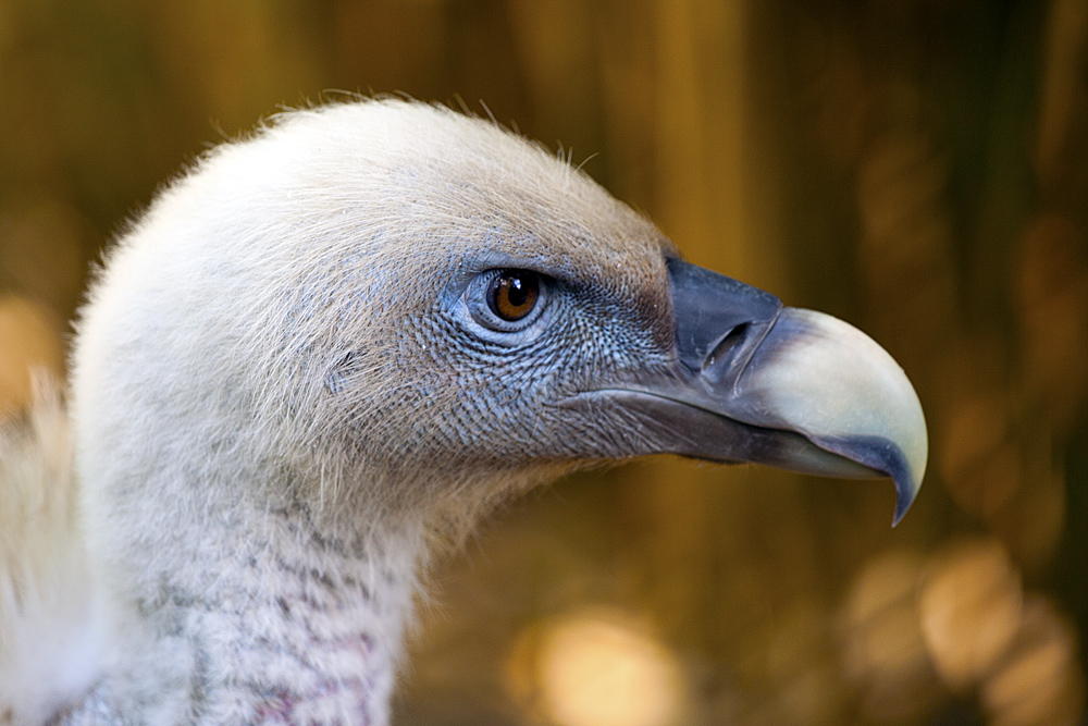 Gänsegeier