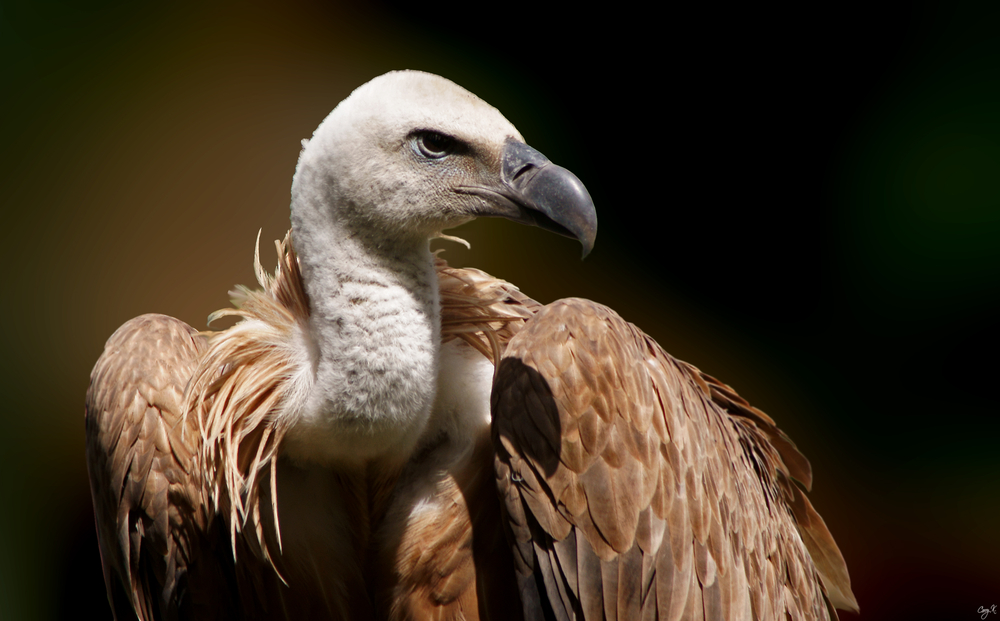 Gänsegeier