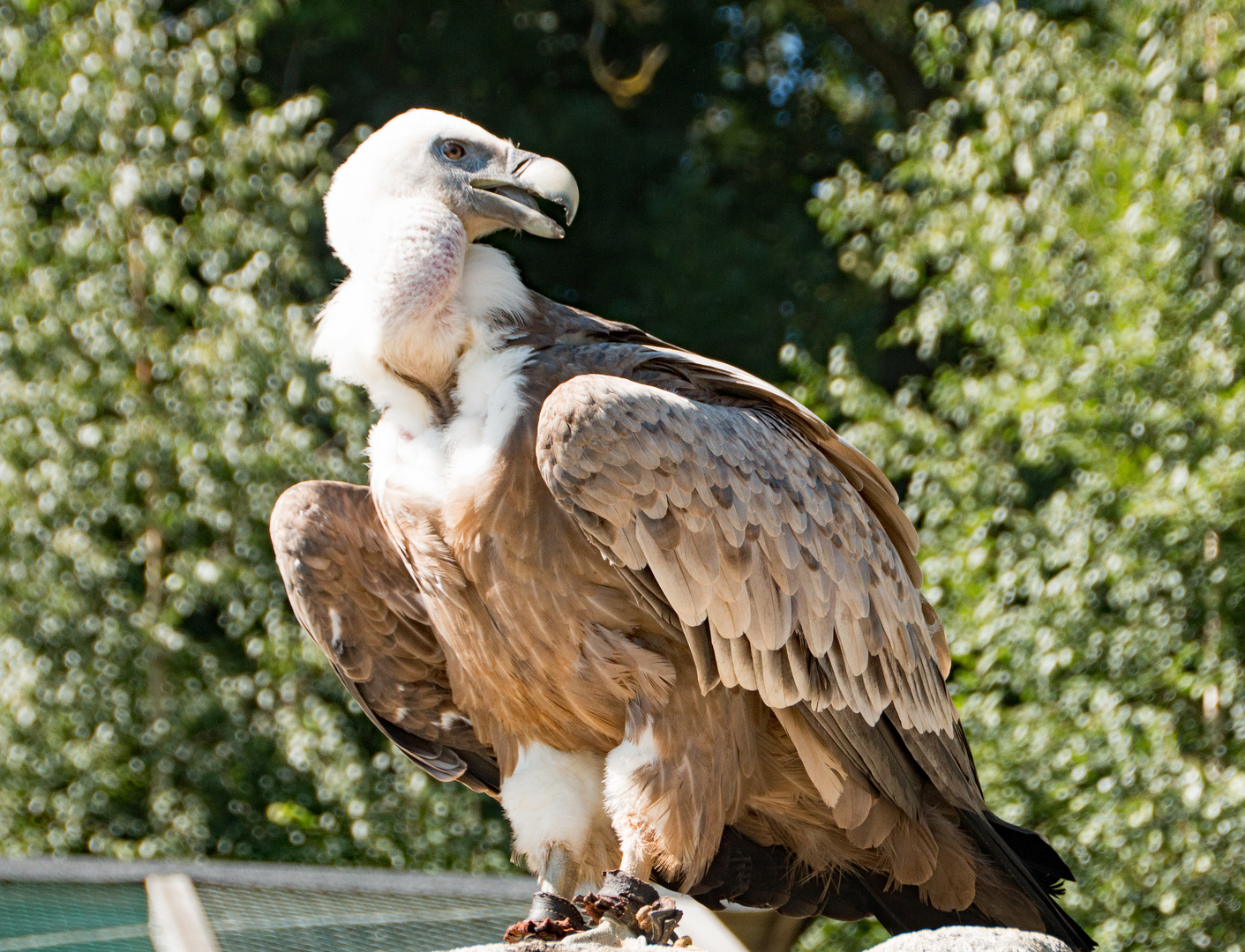 Gänsegeier