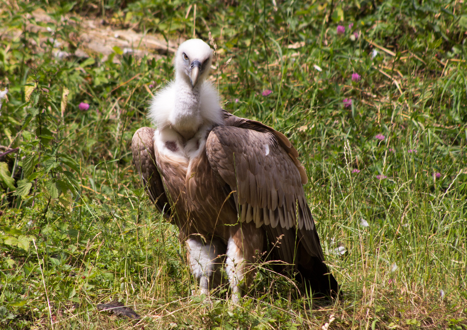 Gänsegeier