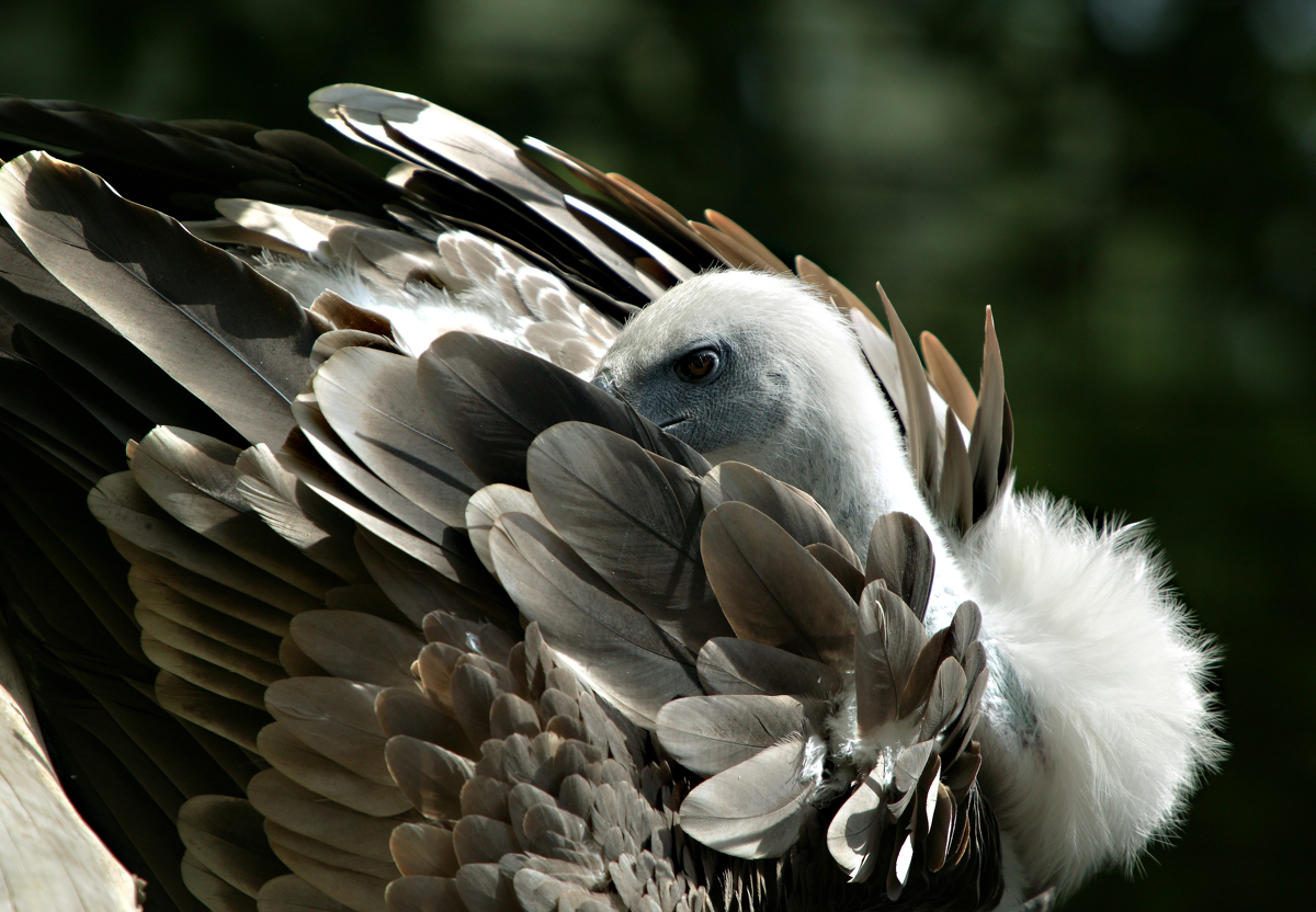 Gänsegeier