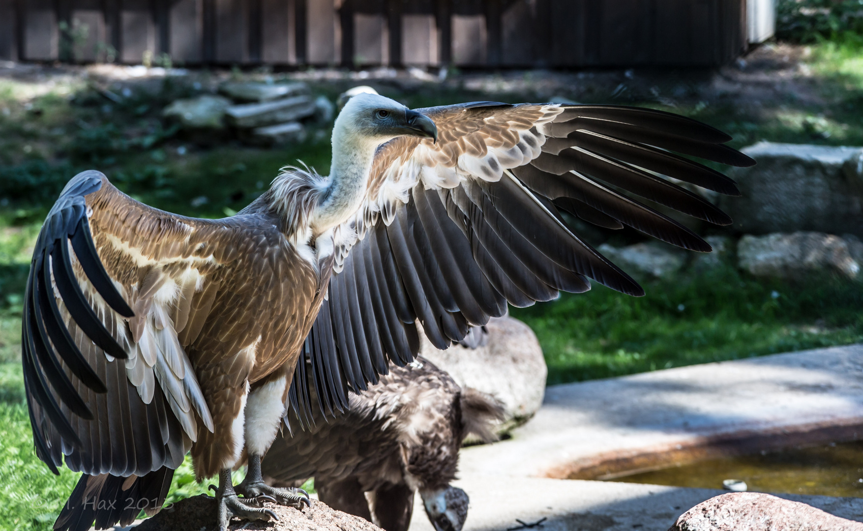 Gänsegeier - Allwetterzoo Münster