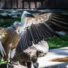 Gänsegeier - Allwetterzoo Münster