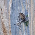 Gänsegeier an seinem Schlafplatz