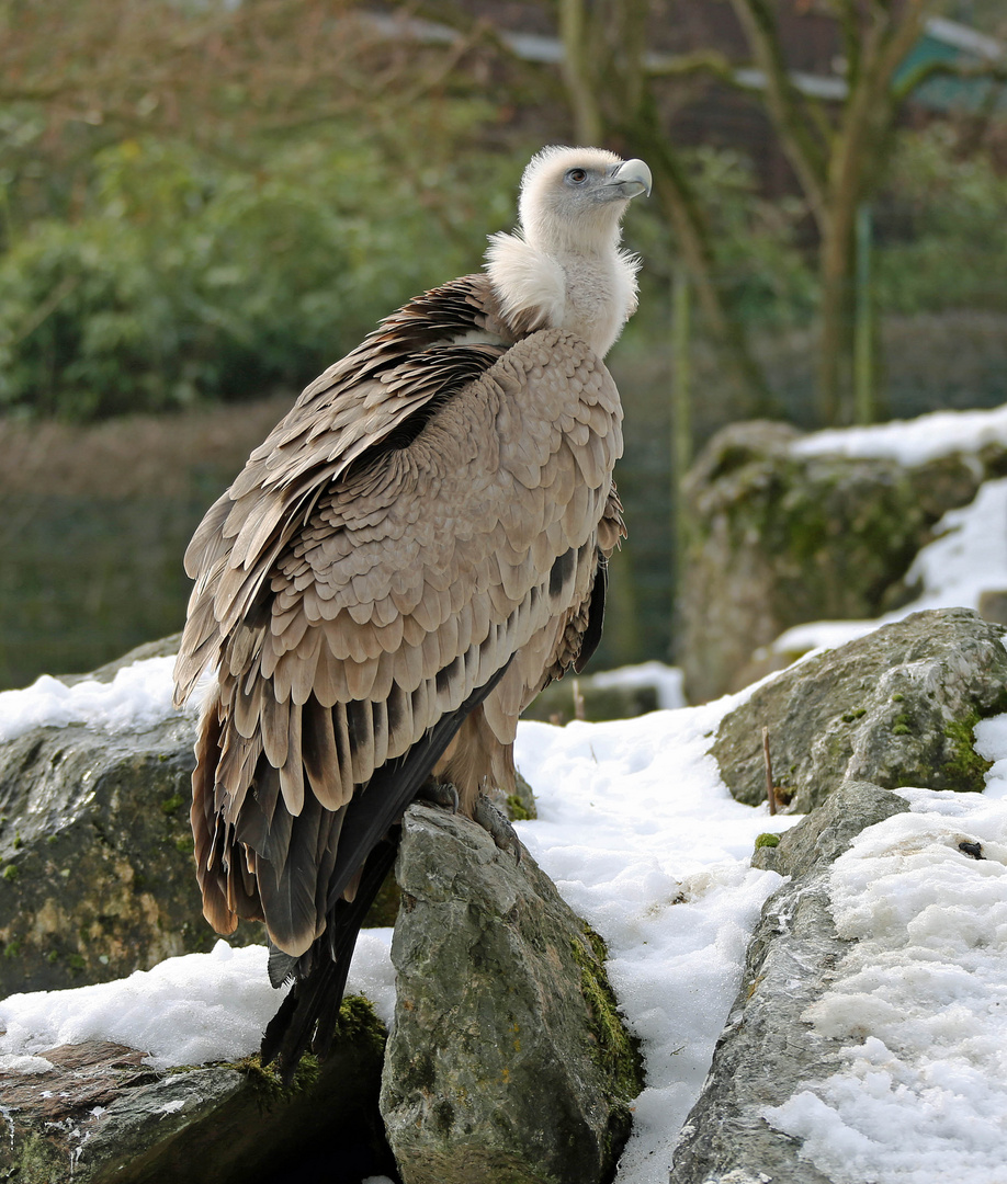 Gänsegeier auch: Weißkopfgeier