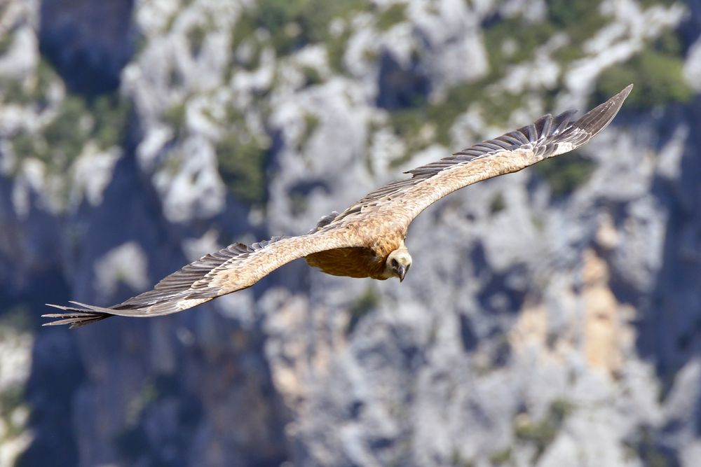 Gänsegeier auf Augenhöhe