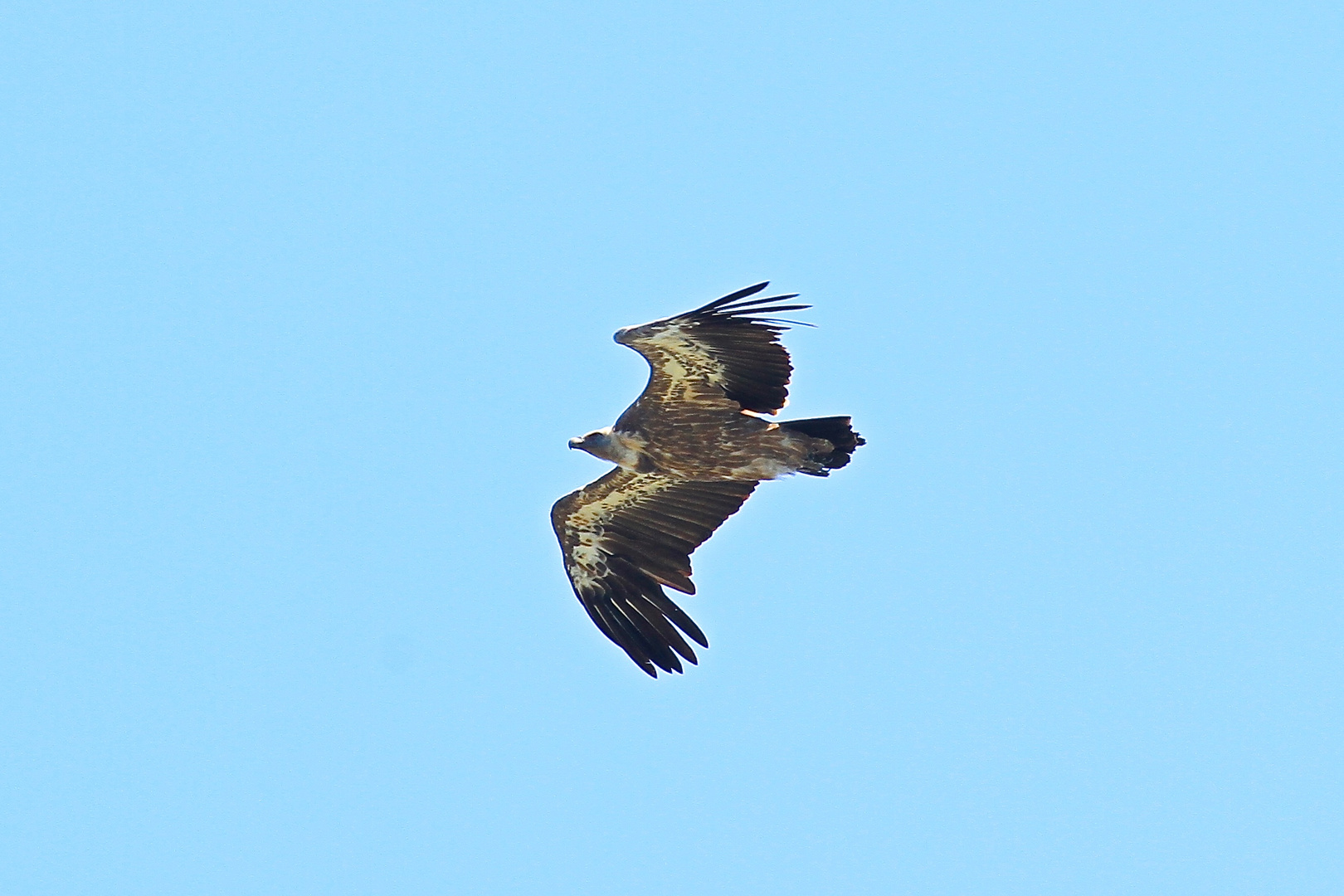 Gänsegeier auf Cres