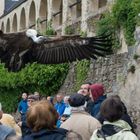 Gänsegeier auf der Rosenburg