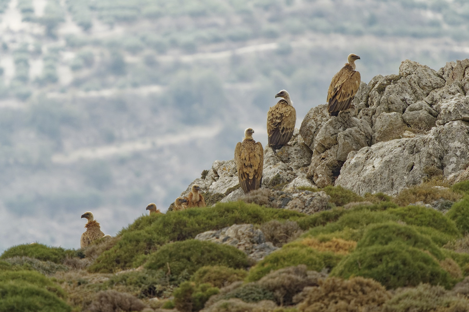 Gänsegeier auf einem Felsen