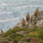 Gänsegeier auf einem Felsen