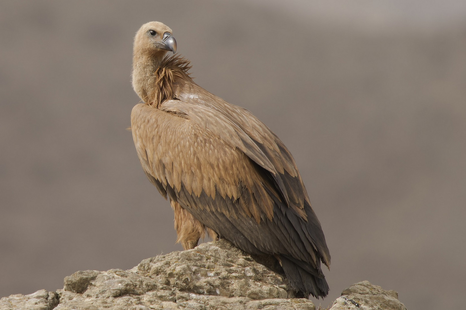 Gänsegeier auf einem Felsen