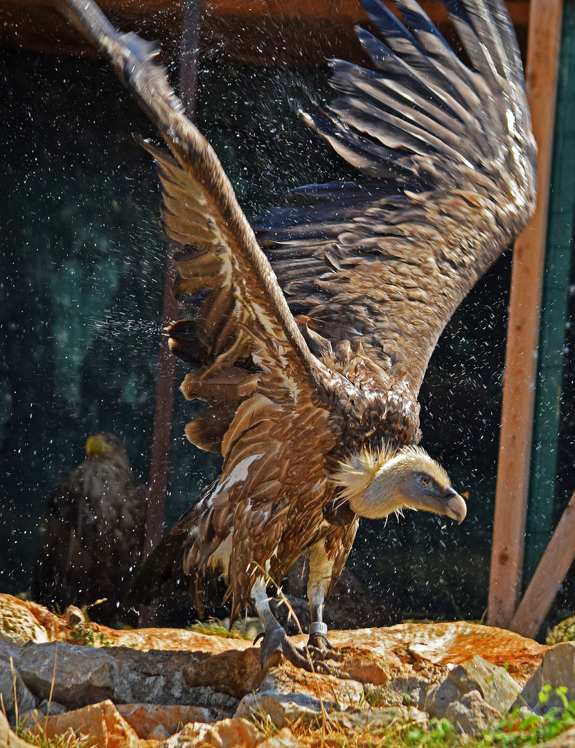 Gänsegeier - Aufgenommen im Grifon Schutzzentrum für Greifvögel in Crnika, Kroatien.