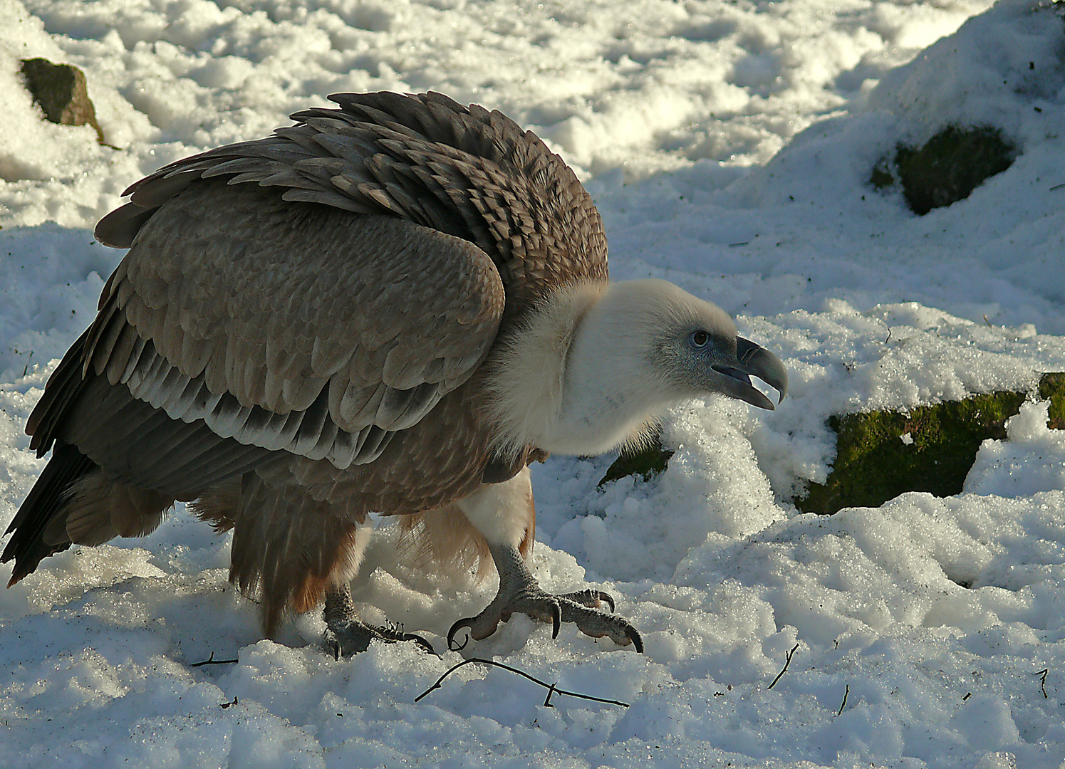 Gänsegeier