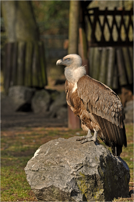 Gänsegeier