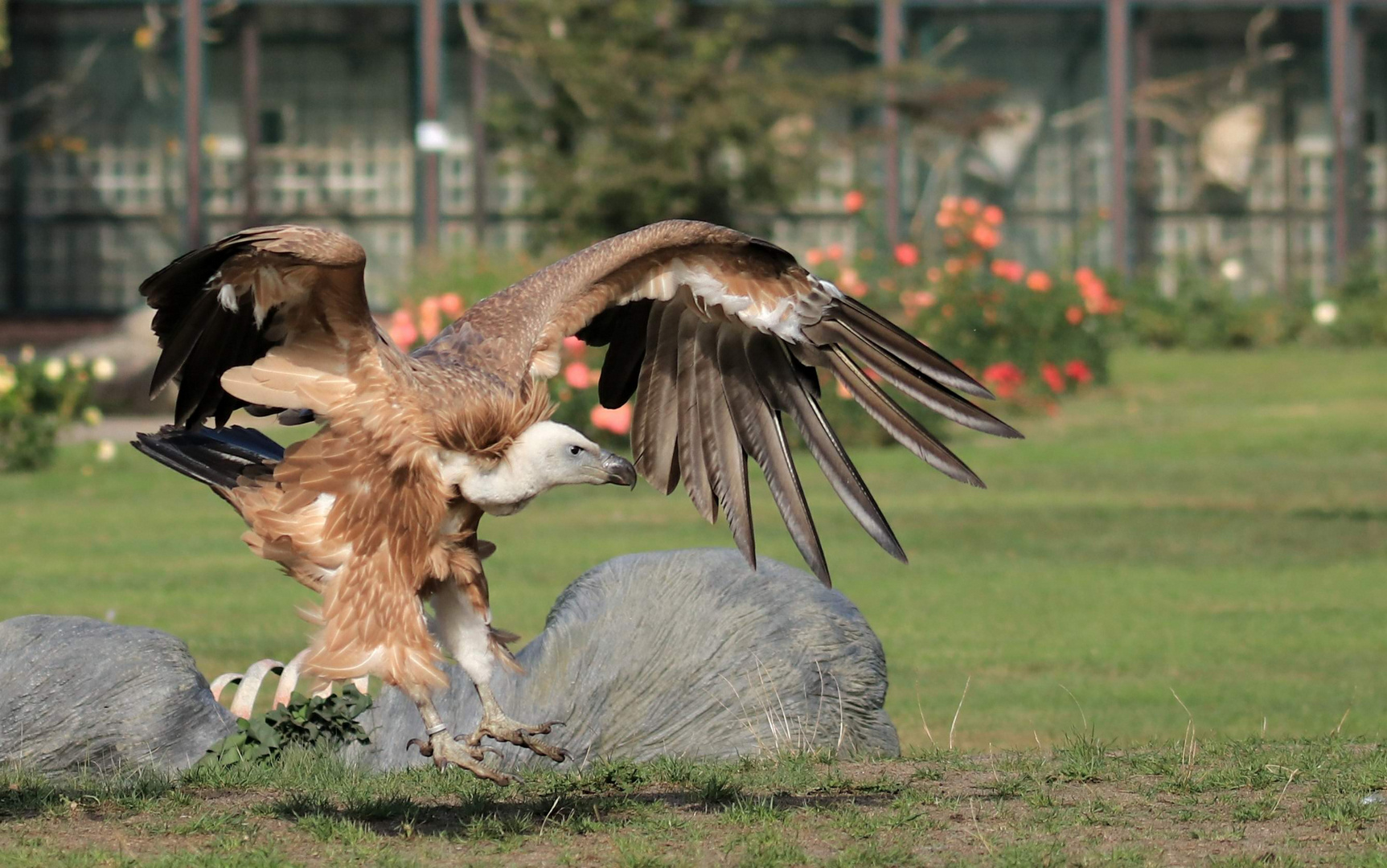 Gänsegeier bei der Landung