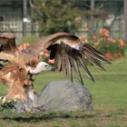 Gänsegeier bei der Landung