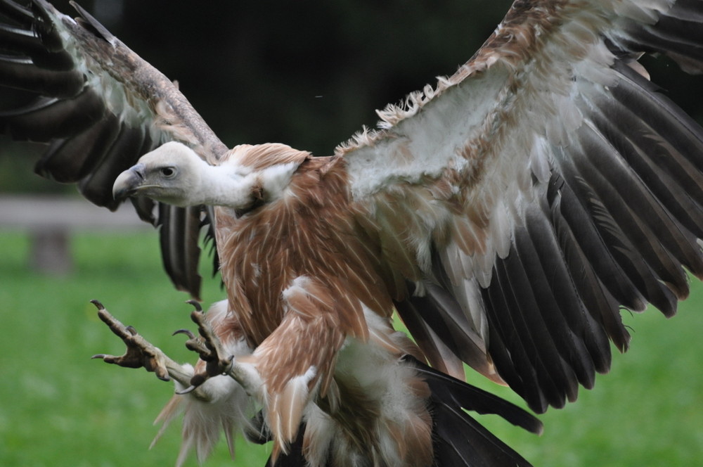 Gänsegeier bei der Landung