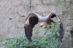 Gänsegeier bei Flugvorführung in Schillingsfürst.