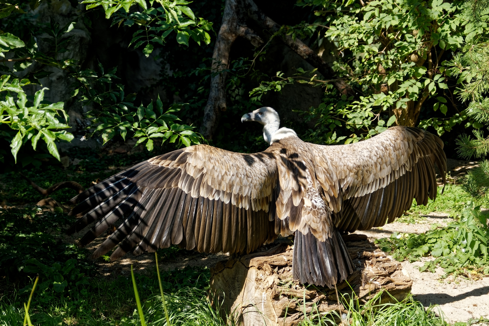 Gänsegeier bei Sonnenbad 