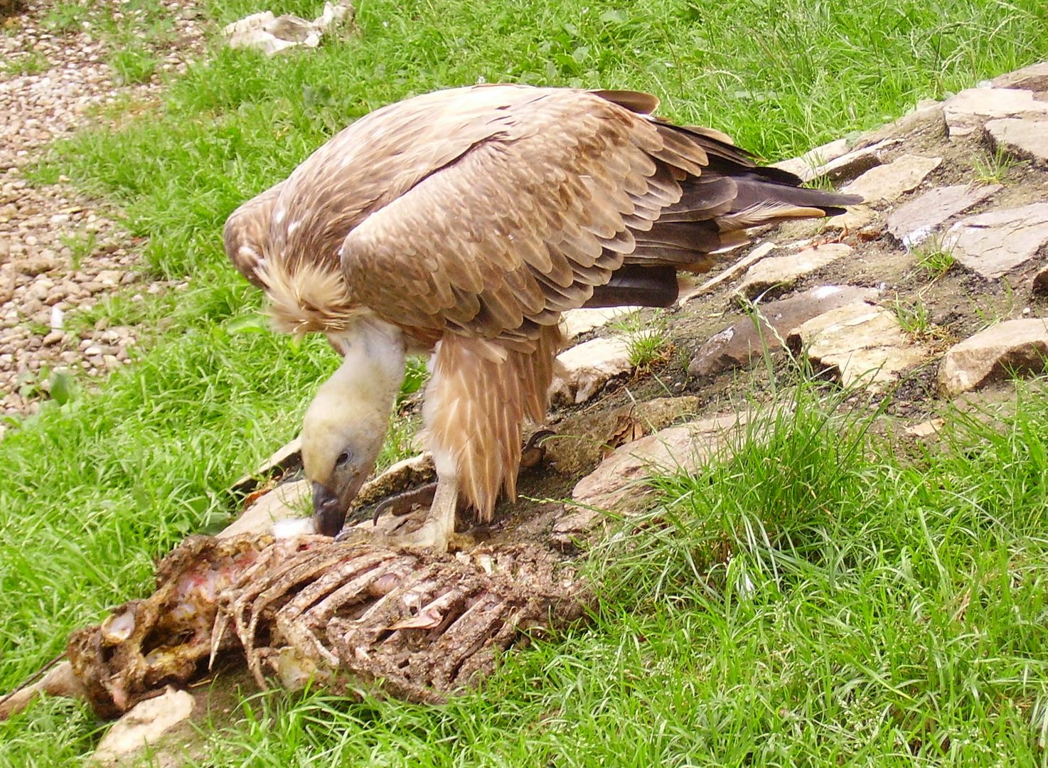 Gänsegeier beim Fressen