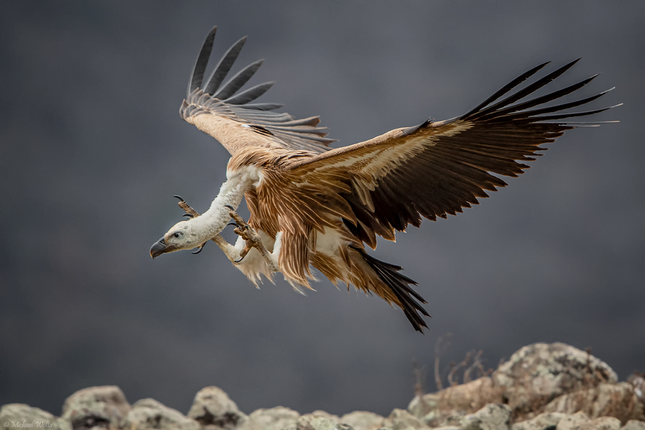 Gänsegeier beim Landen