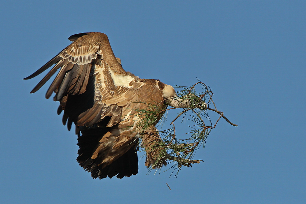 Gänsegeier beim Nestbau - oder - Blindflug