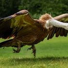 Gänsegeier beim Start