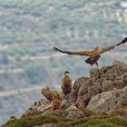 Gänsegeier beim Starten