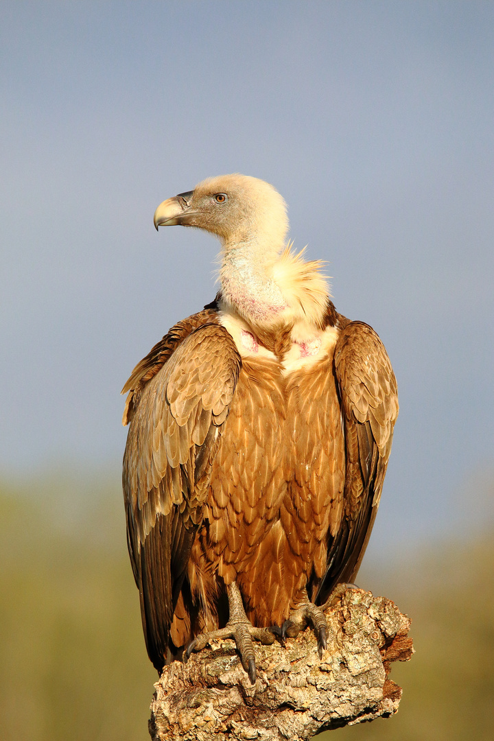 Gänsegeier