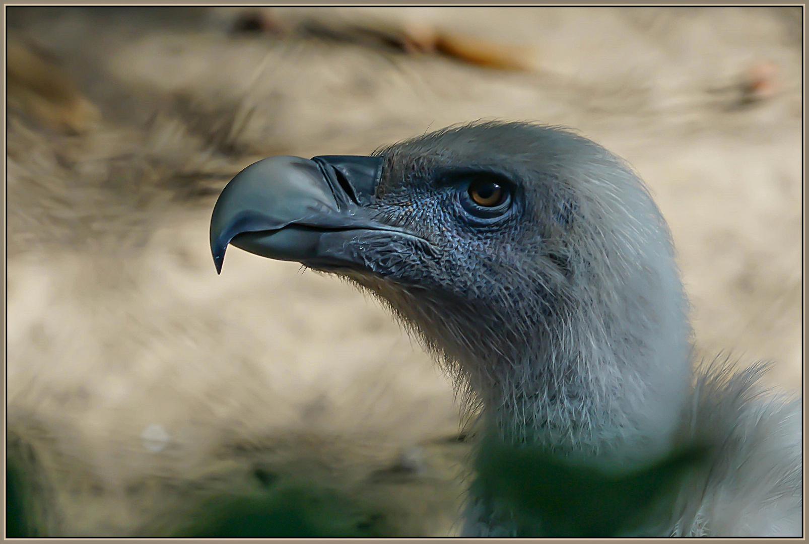 Gänsegeier