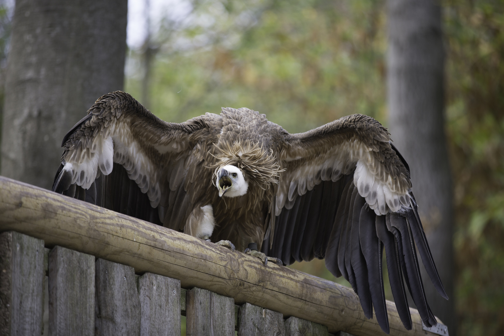 Gänsegeier (Charly der Schreihals)